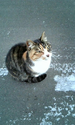 にゃんこ