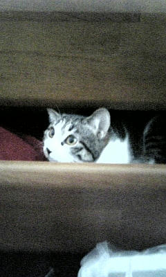 猫タンス？
