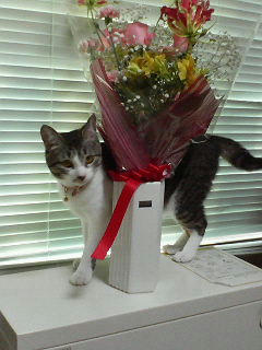 お花とリオン