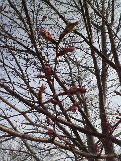 芽吹いた桜