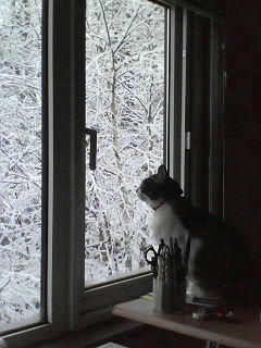 雪見ネコ
