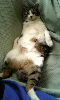 仰向けにゃんこ
