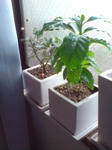 20090621124430.jpg