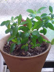 20090912105912.jpg