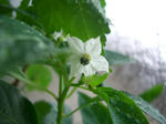 067ae576.JPG
