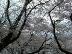 CIMG0028.JPG