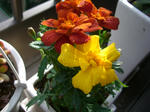 CIMG0013.JPG