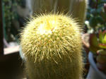 CIMG0007.JPG