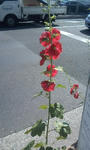 L04A0018.JPG