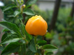 CIMG0030.JPG