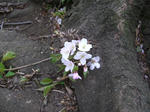 4965513d.JPG