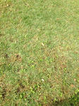 IMG_0958.JPG