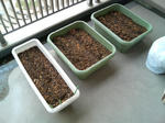 20090405171205.jpg