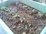 20090411123221.jpg