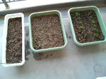 20090411165635.jpg
