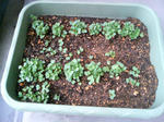 20090414055953.jpg
