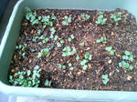 20090414060618.jpg
