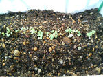 20090423070235.jpg