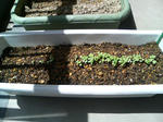20090426104222.jpg