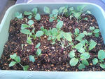 20090427065351.jpg