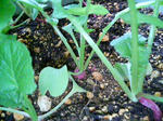 20090506144026.jpg