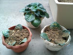 20090506151526.jpg