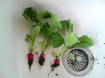 20090510145534.jpg