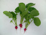 20090510150039.jpg