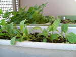 20090514065645.jpg