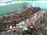 20090514065758.jpg