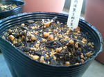 20090515064832.jpg