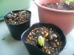 20090518062112.jpg