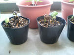20090519061937.jpg