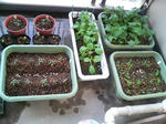 20090519062508.jpg