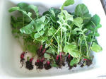 20090523164520.jpg