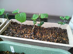 20090524083937.jpg