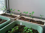 20090524180151.jpg