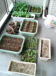 20090521065203.jpg