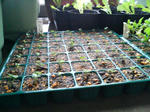 20090528070803.jpg