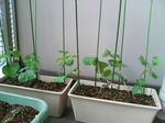 20090530134510.jpg