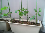20090530134451.jpg