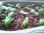20090531063543.jpg