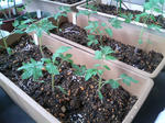 20090531063734.jpg