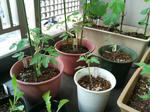 20090531063805.jpg