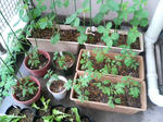 20090605061455.jpg