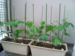 20090606112053.jpg