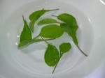 20090607185809.jpg
