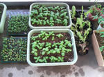 20090612062031.jpg