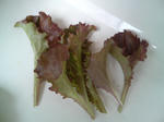 20090613115819.jpg