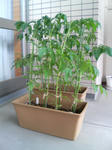 20090620154910.jpg
